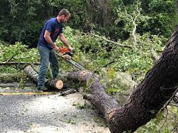 Professional Tree Services in Westbrook, ME