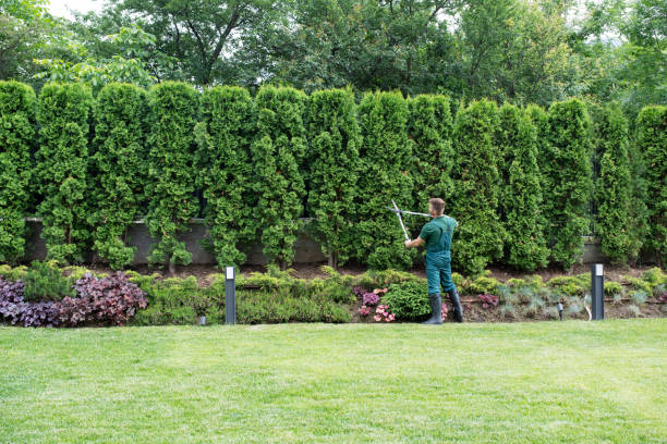 Best Lawn Disease Treatment  in Westbrook, ME