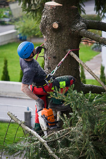 Best Leaf Removal  in Westbrook, ME