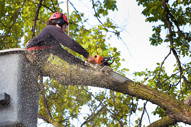 Best Utility Line Clearance  in Westbrook, ME