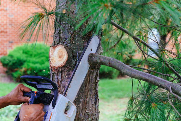 Best Tree Trimming and Pruning  in Westbrook, ME